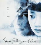 落在香杉樹的雪花