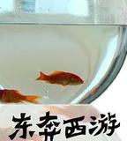 11度青春之《東奔西遊》