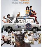 擅離職守的貓咪