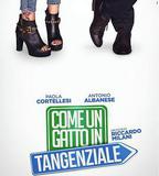 高速路上一隻貓