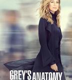 實習醫生格蕾 第十六季