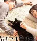 被流浪貓撿到的男人