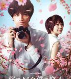 我的櫻花戀人