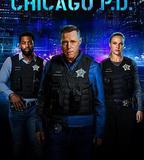 芝加哥警署 第十一季