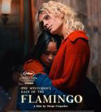 弗拉明戈的神祕眼神